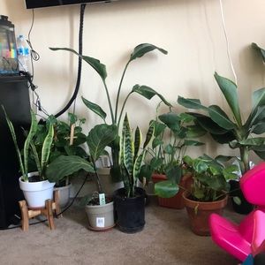 Meet your Posher, Paula